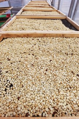 Güneşte kuruyan kahve çekirdeklerini kapat.              