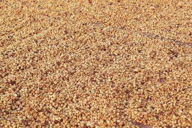 Güneşte kuruyan kahve çekirdeklerini kapat.              