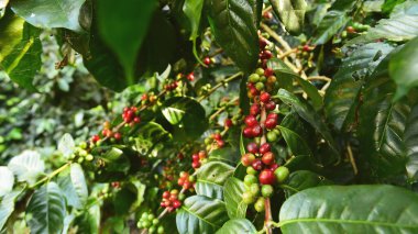 Ağaçta olgunlaşan kahve çekirdekleri                               