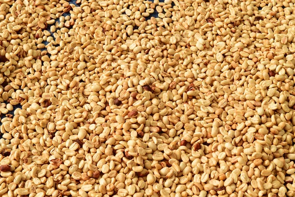  Arka plan için kahve çekirdeklerini kapatın.                                                               