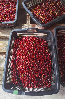 Sepette taze kahve çekirdeği.