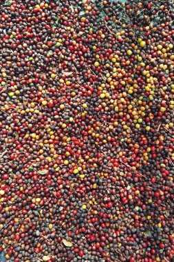 Arka plan için taze kahve çekirdeklerini kapatın.                                                                                