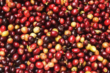 Arka plan için taze kahve çekirdeklerini kapatın.                                                                                