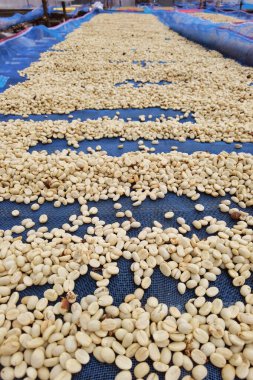 Güneşte kuruyan kahve çekirdeklerini kapat.              