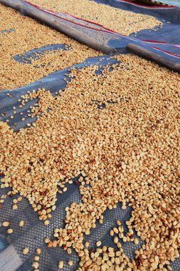 Güneşte kuruyan kahve çekirdeklerini kapat.              