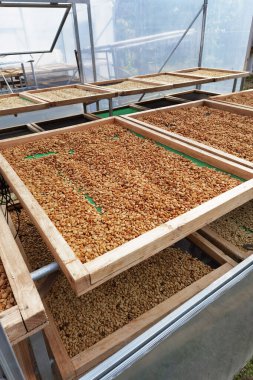 Güneşte kuruyan kahve çekirdeklerini kapat.              