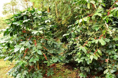 Ağaçta olgunlaşan kahve çekirdekleri                               