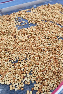 Güneşte kuruyan kahve çekirdeklerini kapat.              