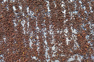 Kahve çekirdekleri güneşte kuruyor.              