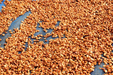 Güneşte kuruyan kahve çekirdeklerini kapat.              