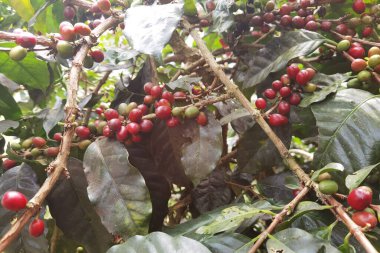 Ağaçta olgunlaşan kahve çekirdekleri                               
