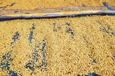 Güneşte kuruyan kahve çekirdeklerini kapat.              