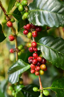 Ağaçta olgunlaşan kahve çekirdekleri                               
