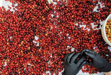 Arka plan için taze kahve çekirdeklerini kapatın.                                                                                