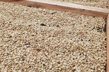 Güneşte kuruyan kahve çekirdeklerini kapat.              