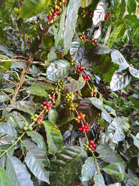 stock image Coffee beans ripening on a tree                               