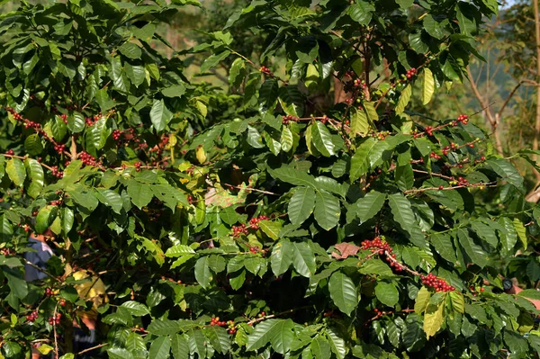 Ziarna Kawy Dojrzewające Drzewie — Zdjęcie stockowe