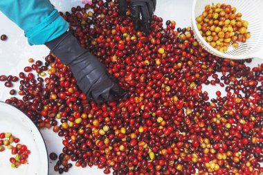 Arka plan için taze kahve çekirdeklerini kapatın.                                                                                