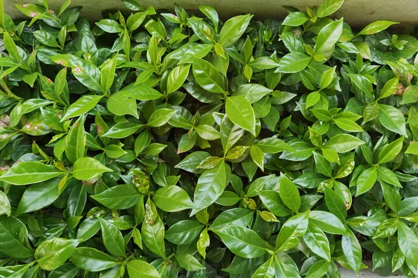 Leaves Arabica Coffee Tree Nursery Plantation — Fotografia de Stock