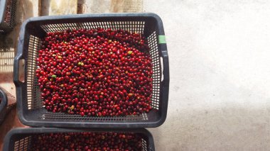 Sepette taze kahve çekirdeği.