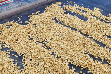 Güneşte kuruyan kahve çekirdeklerini kapat.              