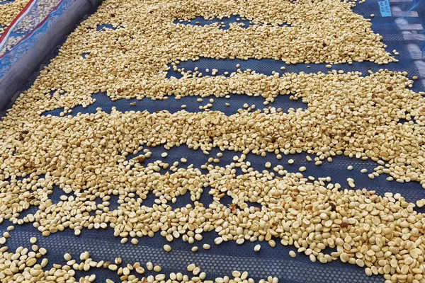 Güneşte kuruyan kahve çekirdeklerini kapat.              