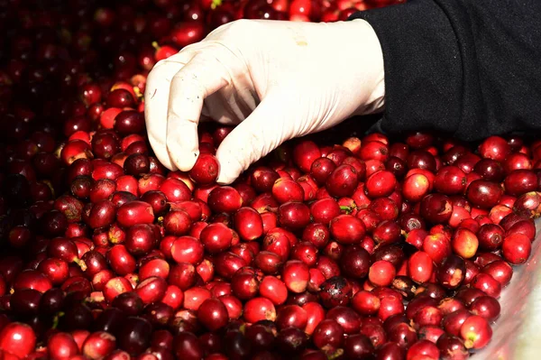 stock image close up of fresh coffee beans for background                                                                                