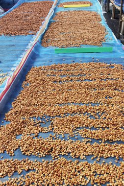 Güneşte kuruyan kahve çekirdeklerini kapat.              