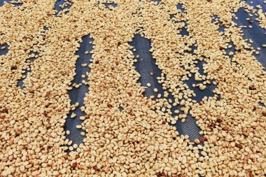 Güneşte kuruyan kahve çekirdeklerini kapat.              