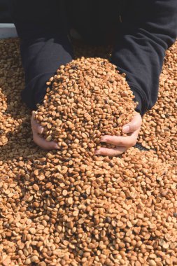 Kurutulmuş kahve çekirdeği.