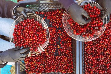 Sepette taze kahve çekirdeği.