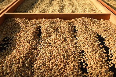 Güneşte kuruyan kahve çekirdeklerini kapat.              