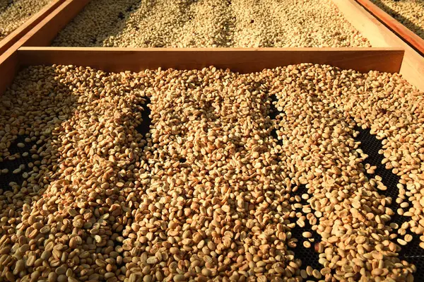 Güneşte kuruyan kahve çekirdeklerini kapat.              