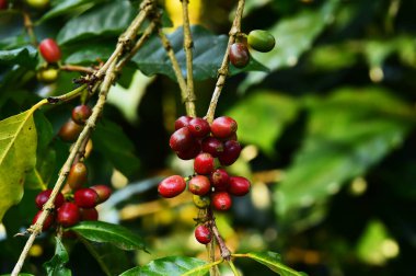 Ağaçta olgunlaşan kahve çekirdekleri                               