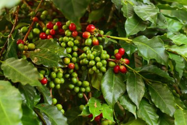 Ağaçta olgunlaşan kahve çekirdekleri                               