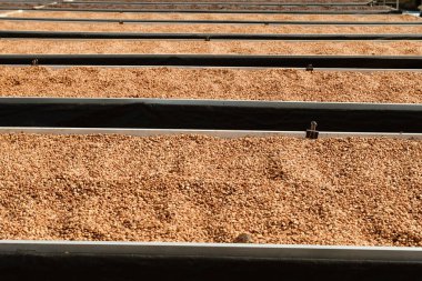 Güneşte kuruyan kahve çekirdeklerini kapat.              