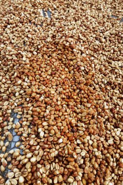 Güneşte kuruyan kahve çekirdeklerini kapat.              