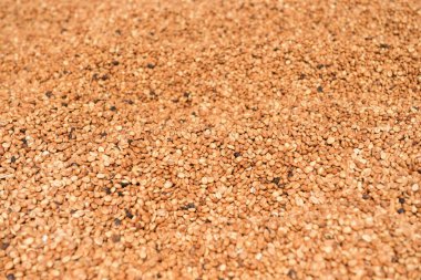 Güneşte kuruyan kahve çekirdeklerini kapat.              