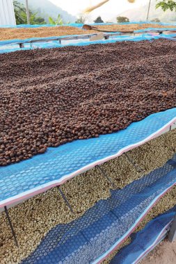 Kahve çekirdekleri güneşte kuruyor.              