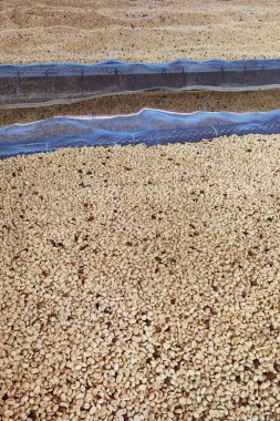 Güneşte kuruyan kahve çekirdeklerini kapat.              