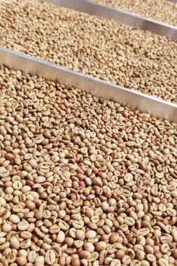 Güneşte kuruyan kahve çekirdeklerini kapat.              