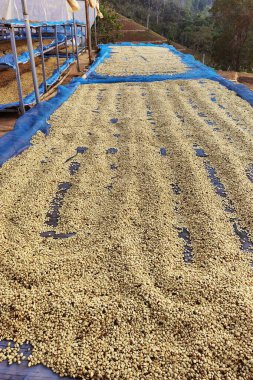 Güneşte kuruyan kahve çekirdeklerini kapat.           