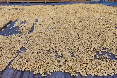 Güneşte kuruyan kahve çekirdeklerini kapat.           