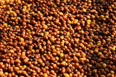 Kahve çekirdekleri güneşte kuruyor.  