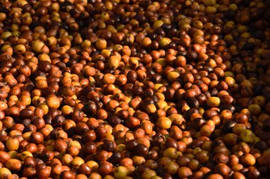 Kahve çekirdekleri güneşte kuruyor.  