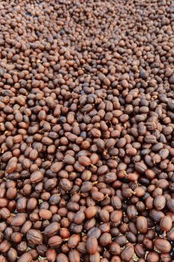 Kahve çekirdekleri güneşte kuruyor.  