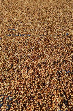 Güneşte kuruyan kahve çekirdeklerini kapat.           