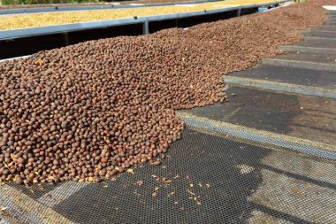 Kahve çekirdekleri güneşte kuruyor.  