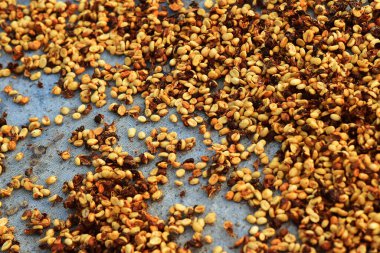 Güneşte kuruyan kahve çekirdeklerini kapat.           