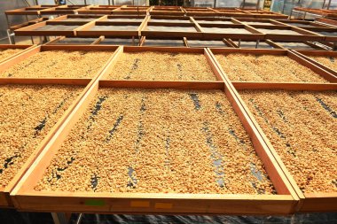 Güneşte kuruyan kahve çekirdeklerini kapat.           